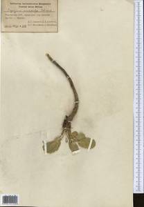 Eryngium macrocalyx Schrenk, Middle Asia, Pamir & Pamiro-Alai (M2) (Kyrgyzstan)