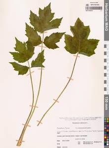 Heracleum sphondylium subsp. sibiricum (L.) Simonk., Siberia, Yakutia (S5) (Russia)
