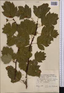 Crataegus chlorocarpa Lenné & K. Koch, Middle Asia, Northern & Central Tian Shan (M4) (Kazakhstan)