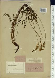 Onobrychis arenaria subsp. arenaria, Siberia, Altai & Sayany Mountains (S2) (Russia)