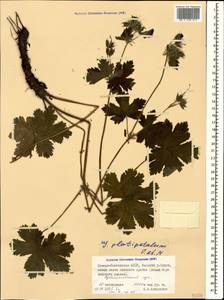 Geranium platypetalum Fisch. & C.A. Mey., Caucasus, North Ossetia, Ingushetia & Chechnya (K1c) (Russia)