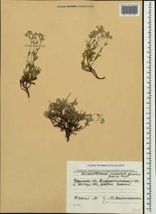Helianthemum orientale (Grosser) Juz. & Pozdeeva, Crimea (KRYM) (Russia)