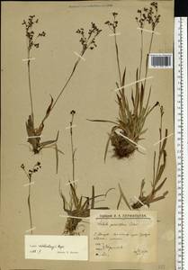 Luzula wahlenbergii Rupr., Eastern Europe, Northern region (E1) (Russia)