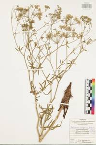 Falcaria vulgaris Bernh., Eastern Europe, Central region (E4) (Russia)