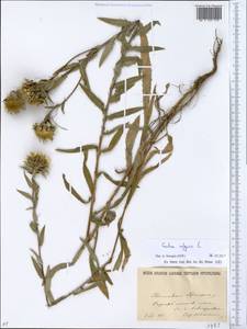 Carlina vulgaris L., Eastern Europe, North Ukrainian region (E11) (Ukraine)