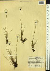 Eriophorum callitrix Cham. ex C.A.Mey., Siberia, Chukotka & Kamchatka (S7) (Russia)