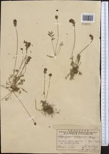 Astragalus subscaposus M. Popov ex A.G. Borisova, Middle Asia, Pamir & Pamiro-Alai (M2)