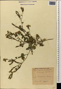 Heliotropium europaeum L., Caucasus, Azerbaijan (K6) (Azerbaijan)