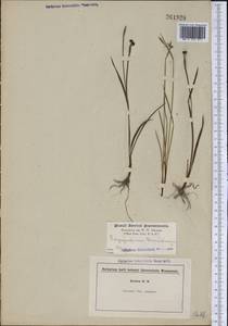 Sisyrinchium bermudiana L. , nom. cons., America (AMER) (United States)