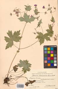 Geranium maximowiczii Regel & Maack, Siberia, Russian Far East (S6) (Russia)