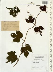 Humulus lupulus L., Caucasus, Stavropol Krai, Karachay-Cherkessia & Kabardino-Balkaria (K1b) (Russia)