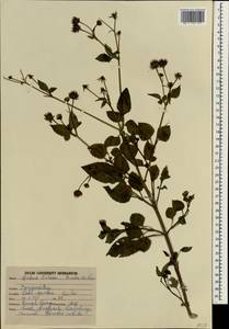 Bidens pilosa L., South Asia, South Asia (Asia outside ex-Soviet states and Mongolia) (ASIA) (India)