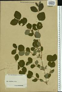 Symphoricarpos albus (L.) C. Koch, Eastern Europe, Central forest-and-steppe region (E6) (Russia)