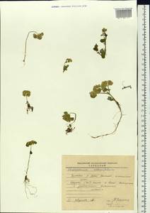 Chrysosplenium alternifolium L., Siberia, Baikal & Transbaikal region (S4) (Russia)