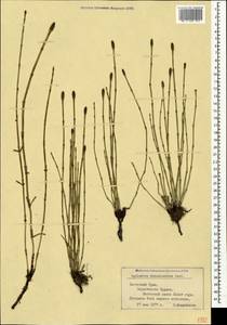 Equisetum ramosissimum Desf., Crimea (KRYM) (Russia)