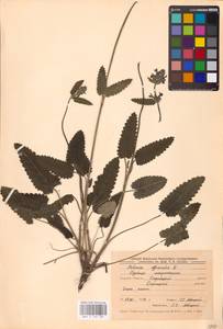 MHA 0 154 781, Betonica officinalis L., Eastern Europe, Central forest-and-steppe region (E6) (Russia)