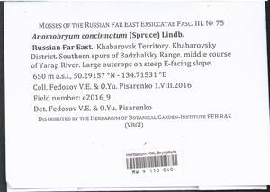 Anomobryum concinnatum (Spruce) A. Jaeger, Bryophytes, Bryophytes - Russian Far East (excl. Chukotka & Kamchatka) (B20) (Russia)