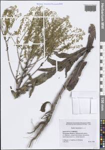 Isatis tinctoria L., Eastern Europe, Central region (E4) (Russia)