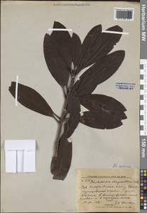 Rhododendron aureum Georgi, Siberia, Russian Far East (S6) (Russia)