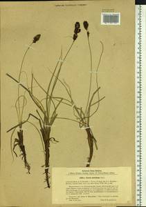 Carex sabulosa Turcz. ex Kunth, Siberia, Altai & Sayany Mountains (S2) (Russia)