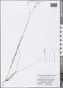 Linum tenuifolium L., Caucasus, Black Sea Shore (from Novorossiysk to Adler) (K3) (Russia)