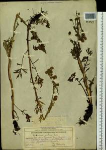 Artemisia norvegica subsp. saxatilis (Besser) H. M. Hall & Clem., Siberia, Chukotka & Kamchatka (S7) (Russia)