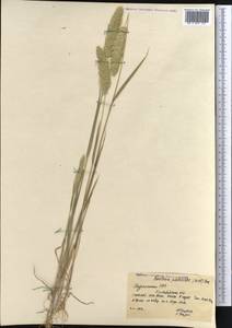 Rostraria cristata (L.) Tzvelev, Middle Asia, Kopet Dag, Badkhyz, Small & Great Balkhan (M1) (Turkmenistan)