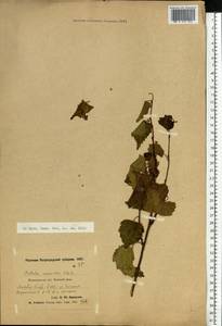 Betula pendula Roth, Eastern Europe, North-Western region (E2) (Russia)