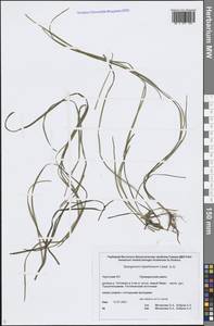 Sparganium hyperboreum Laest. ex Beurl., Siberia, Chukotka & Kamchatka (S7) (Russia)