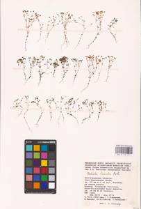 Radiola linoides Roth, Eastern Europe, Lower Volga region (E9) (Russia)