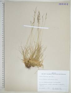 KHA6992, Festuca kolymensis Drobow, Siberia, Russian Far East (S6) (Russia)