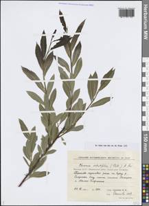 Chosenia arbutifolia (Pall.) A.K.Skvortsov, Siberia, Yakutia (S5) (Russia)