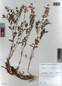 KUZ 001 324, Hedysarum neglectum Ledeb., Siberia, Altai & Sayany Mountains (S2) (Russia)