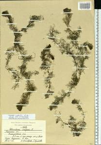 Utricularia ×australis R. Br., Eastern Europe, Central region (E4) (Russia)