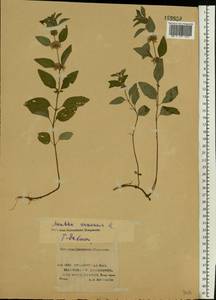 Mentha arvensis L., Eastern Europe, Lower Volga region (E9) (Russia)