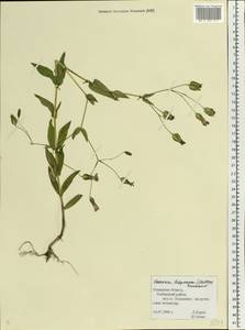 Gypsophila vaccaria (L.) Sm., Eastern Europe, Central region (E4) (Russia)