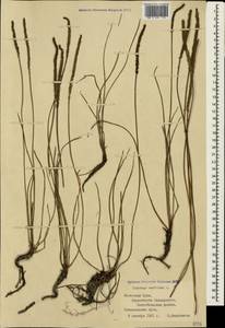 Plantago maritima L., Crimea (KRYM) (Russia)