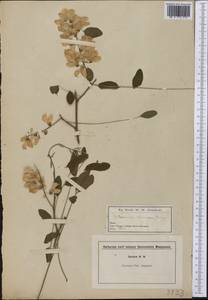 Robinia viscosa Vent., America (AMER) (United States)