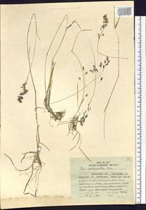 Poa lanata Scribn. & Merr., Siberia, Chukotka & Kamchatka (S7) (Russia)