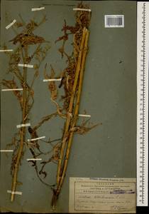 Lactuca quercina subsp. wilhelmsiana (Fisch. & C. A. Mey. ex DC.) Feráková, Caucasus, Armenia (K5) (Armenia)