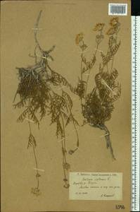 Lomelosia isetensis (L.) Soják, Eastern Europe, Lower Volga region (E9) (Russia)