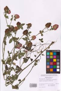 Trifolium pratense L., Eastern Europe, Rostov Oblast (E12a) (Russia)