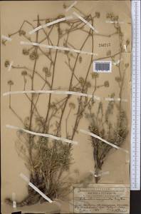 Libanotis marginata Korov., Middle Asia, Western Tian Shan & Karatau (M3) (Kazakhstan)