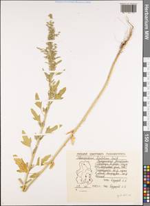 Chenopodium ficifolium Sm., Eastern Europe, Volga-Kama region (E7) (Russia)