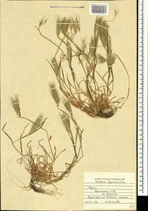 Hordeum murinum subsp. leporinum (Link) Arcang., Crimea (KRYM) (Russia)