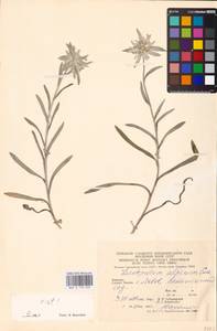 Leontopodium nivale subsp. alpinum (Cass.) Greuter, Eastern Europe, West Ukrainian region (E13) (Ukraine)
