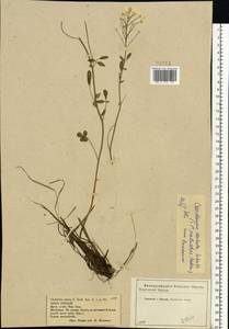 Cardamine pratensis subsp. dentata (Schult.) Čelak., Eastern Europe, Central forest-and-steppe region (E6) (Russia)