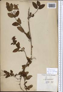 Lonicera, South Asia, South Asia (Asia outside ex-Soviet states and Mongolia) (ASIA) (Japan)