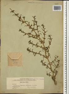 Soda inermis (Moench) Fourr., Caucasus, Azerbaijan (K6) (Azerbaijan)