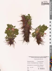 Caragana jubata (Pall.) Poir., Siberia, Chukotka & Kamchatka (S7) (Russia)